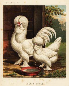 Sultan hoenders, Gallus gallus domesticus