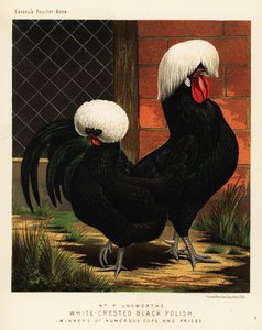 Witkuif zwarte Poolse kippen