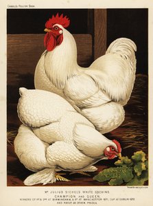 Witte cochin haan en hen