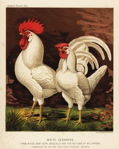Witte leghorns of Livorno haan en hen