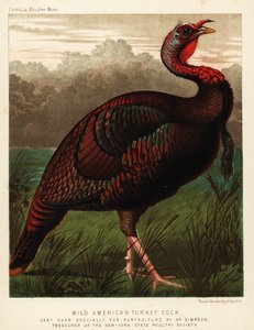 Wilde Amerikaanse kalkoenhaan, Meleagris gallopavo