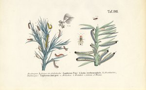 Larven van dennenzagen en hun ontwikkeling door J. W. Tenhaeff