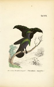 De prachtige paradijsvogel door J. W. Tenhaeff