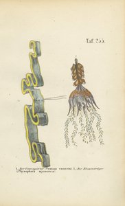 venusgordel en blaasjeskruid