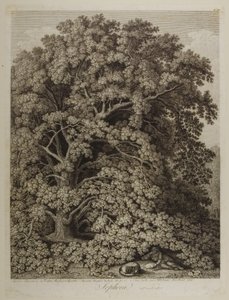 Sophora door Jacob Philippe Hackert