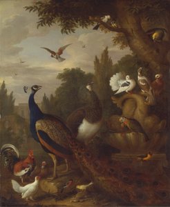 Pauw, Pauwhen, Papegaaien, Kanarie en Andere Vogels in een Park
