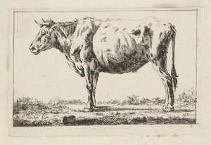 Staand rund, naar links