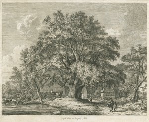 Blithfield - Wych Elm door Jacob George Strutt