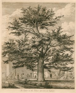 De Ceder in de Paleistuin in Enfield, Middlesex door Jacob George Strutt