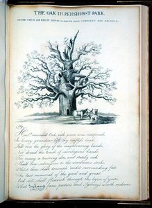 De eik in Penshurst Park