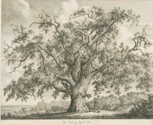Tutbury - "Wych Elm": ets, nd [ca. 1820]