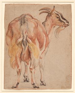 Geit, c.1657 door Jacob Jordaens