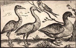 Reiger, lepelaar, vogel en gans door Jacob Matham