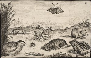 Kleine dieren en insecten: sprinkhaan, vlinder, veldmuis, patrijs, bij, slak, mol en kikker