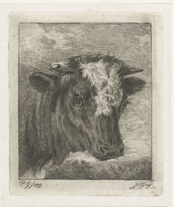 Kop van een koe met witte kol