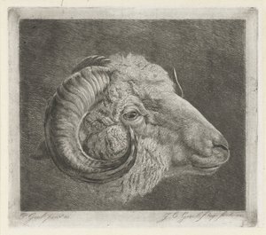 Kop van een ram met naar het oog gekromde hoorn door Jacobus Cornelis Gaal