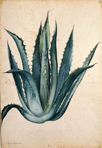 Eeuwplant (Agave americana) door Jacopo Ligozzi