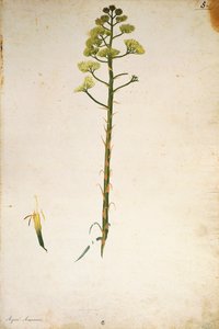 Eeuwplantbloem (Agave americana) door Jacopo Ligozzi