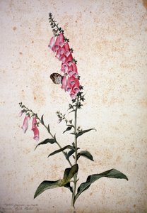 Herbarium: Digitalis purpurea met Papilio paphia