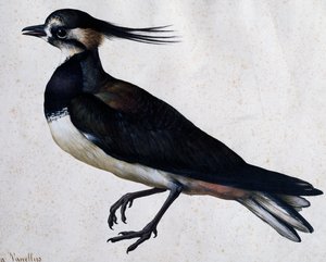 Tringa vanellus (Kievit) door Jacopo Ligozzi door Jacopo Ligozzi