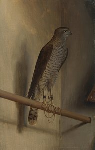 Een sperwer