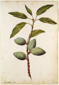 Amandel: Amygdalus communis, c.1568, door J.le Moyne de Morgue (c.1530-88)