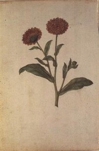 Calendula officinalis, c.1568 door Jacques  Le Moyne