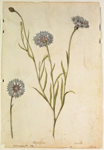 Korenbloem: Centaurea cyanus, c.1568, door J.le Moyne de Morgues (c.1530-88)