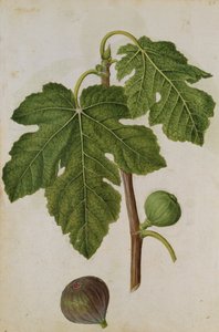 Afb: Ficus, c.1568, door J.le Moyne de Morgues (c.1530-88)