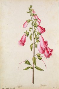 Vingerhoedskruid: Digitalis purpurea, c.1568, door J.le Moyne de Morgues (c.1530-88)