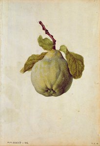 Kweepeer: Cydonia vulgaris, ca.1568, door J.le Moyne de Morgues (ca.1530-88)