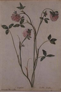 Triflorium pratense, c.1568