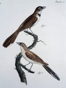 Mannelijke en vrouwelijke Brilmonarch (Monarcha trivirgata)