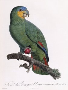 Vrouwtje van de Douro-Couraou papegaai door Jacques Barraband