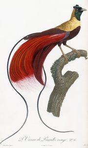 Rode Paradijsvogel