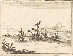 Vogel op een Distel