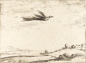 Paradijsvogel