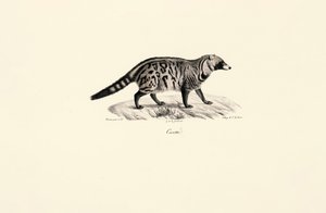 Afrikaanse Civet (Civettictis civetta) door Jacques Christophe Werner