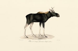 Amerikaanse Eland (Alces americanus) door Jacques Christophe Werner