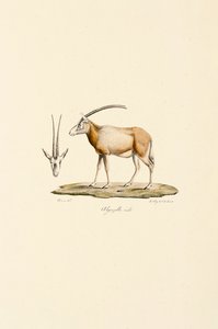 Arabische gazelle door Jacques Christophe Werner