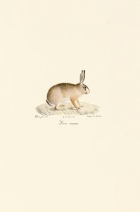 Europese Haas door Jacques Christophe Werner