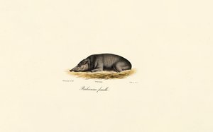 Vrouw Babirusa door Jacques Christophe Werner