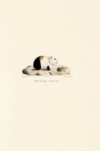  door Jacques Christophe Werner