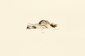 door Jacques Christophe Werner