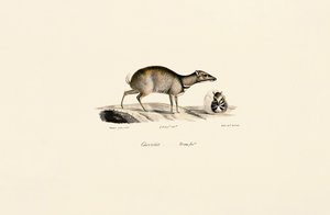 Kleine Muishert (Tragulus kanchil) door Jacques Christophe Werner
