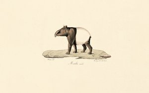 Maleise tapir door Jacques Christophe Werner