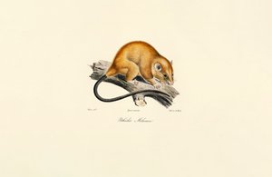 Roodbuikeekhoorn (Pithécidie Mélanure) door Jacques Christophe Werner