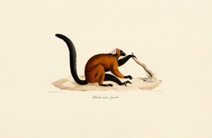 Roodpootmaki door Jacques Christophe Werner