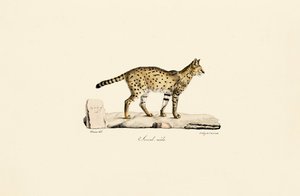Serval, male door Jacques Christophe Werner