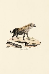 Gevlekte Hyena door Jacques Christophe Werner